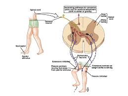El reflejo de de retirada y de extensión cruzado: otros ...