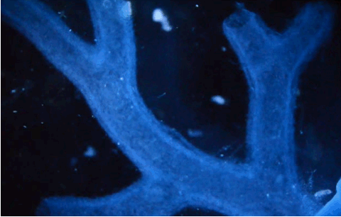 Ciencia de "El Principito" a "El Sueño y el vuelo": LA NOBLEZA DE LA SANGRE