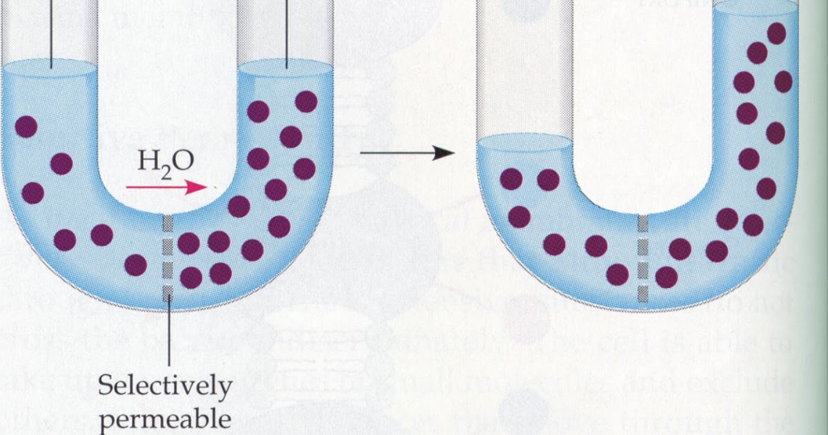 La ósmosis - Biología