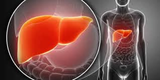 Identificada una proteína clave en el correcto funcionamiento del hígado  Revista NUVE