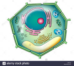Célula vegetal, dibujo Fotografía de stock - Alamy