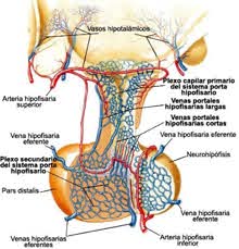 10-Teoría endocrino - Anatomia - UNSL - StuDocu